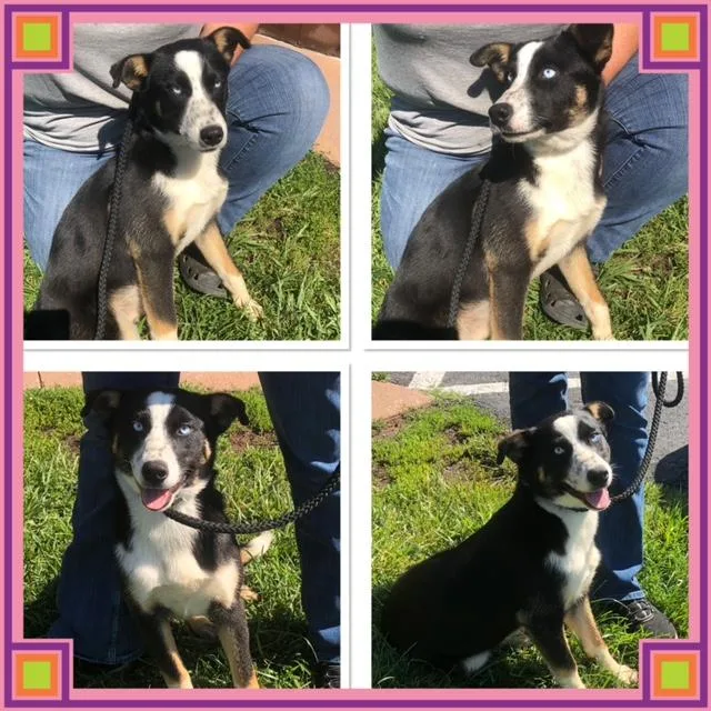 A baby medium-sized female Tricolor (Brown, Black, & White) Border Collie dog named Cher for adoption in Buckhannon, WV