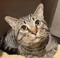 An adult medium-sized male Domestic Short Hair cat named Mr.cat for adoption in Washington, DC