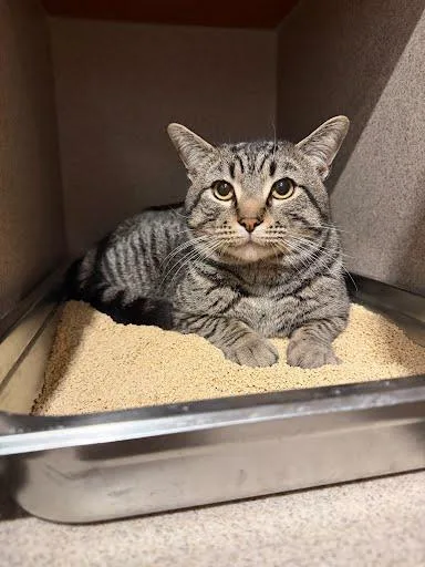 Mr.cat thumbnail 2