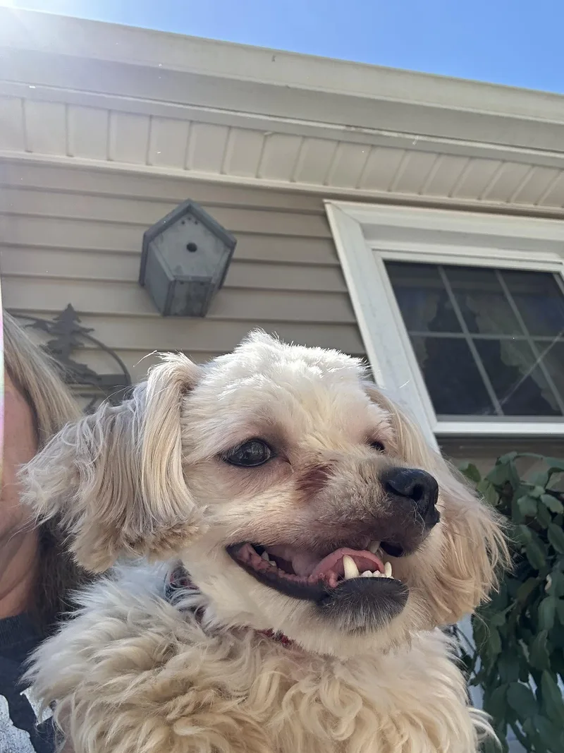 A baby small-sized male Apricot / Beige Maltipoo dog named Harvey for adoption in Winsted, CT
