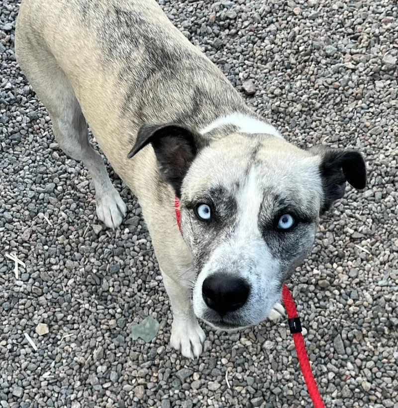 An adult medium-sized female Shepherd dog named Coffee Cup for adoption in Lafayette, CO