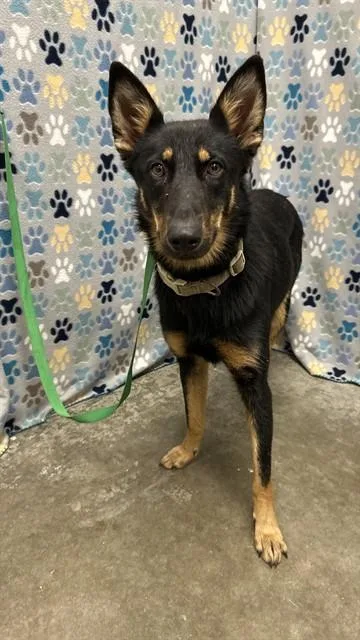 A young medium-sized female German Shepherd Dog dog named Echo for adoption in Rosenberg, TX