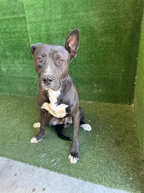 An adult large-sized male Pit Bull Terrier dog named Blue for adoption in Lancaster, CA