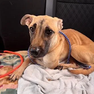 A young medium-sized female Black German Shepherd Dog dog named Pebbles for adoption in Austin, TX