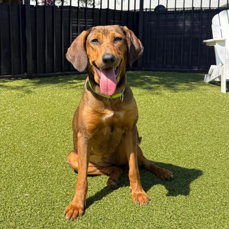 A young medium-sized female Brown / Chocolate Redbone Coonhound dog named Jolene for adoption in Charlottesville, VA