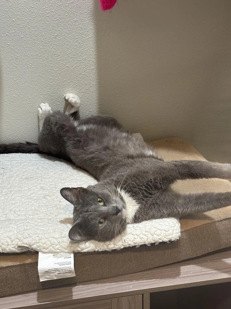 An adult medium-sized male Domestic Short Hair cat named Simon Cowell for adoption in Dallas, TX