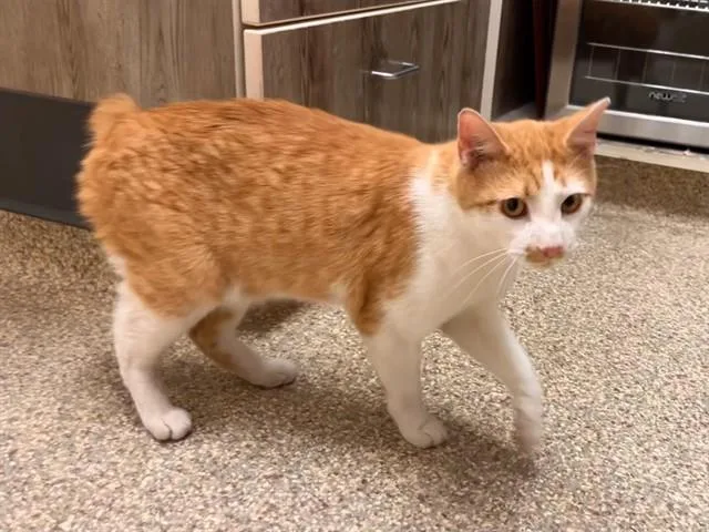 A young medium-sized male Domestic Short Hair cat named Ramsay for adoption in Colorado Springs, CO