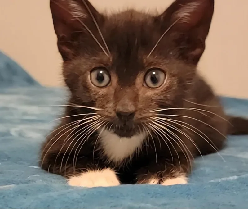 A baby small-sized male American Shorthair cat named Snuggle for adoption in St Petersburg, FL