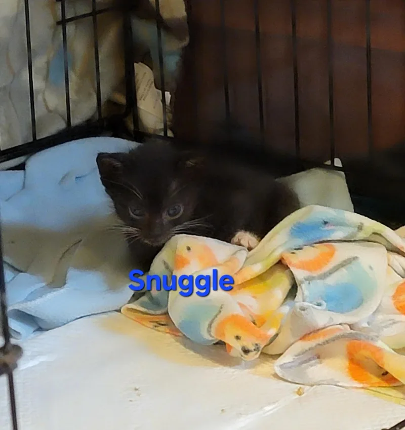 Snuggle thumbnail 2