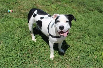 An adult large-sized male Pit Bull Terrier dog named Holstein for adoption in Kansas City, MO