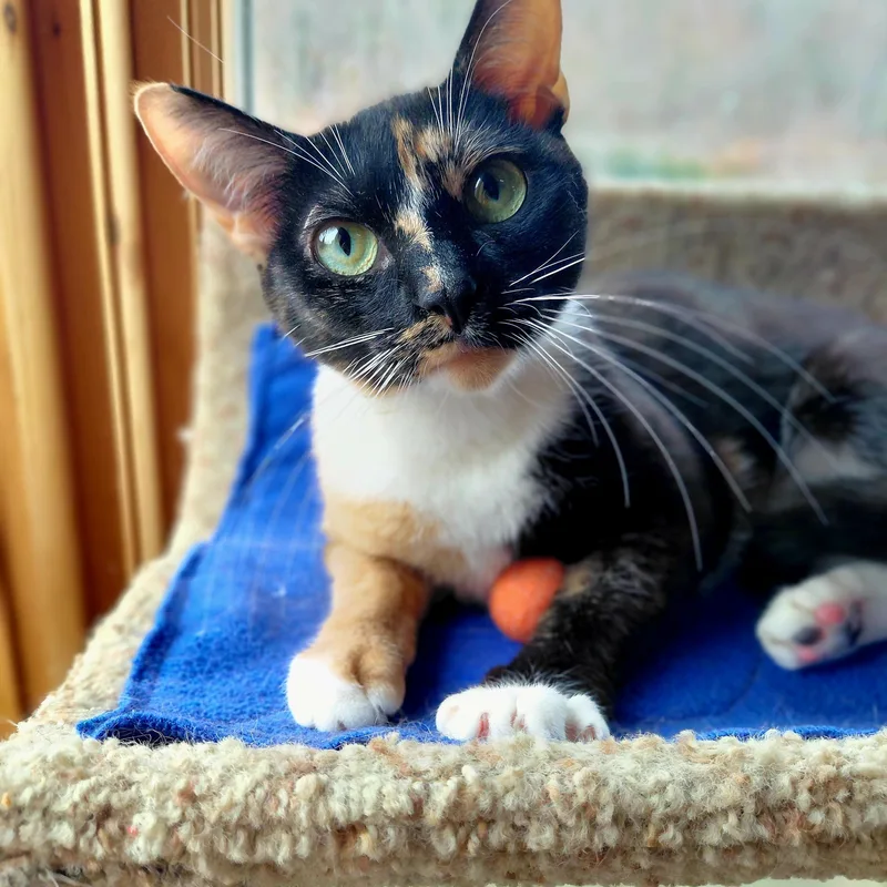 An adult medium-sized female Calico Domestic Short Hair cat named Stella for adoption in Littleton, NH