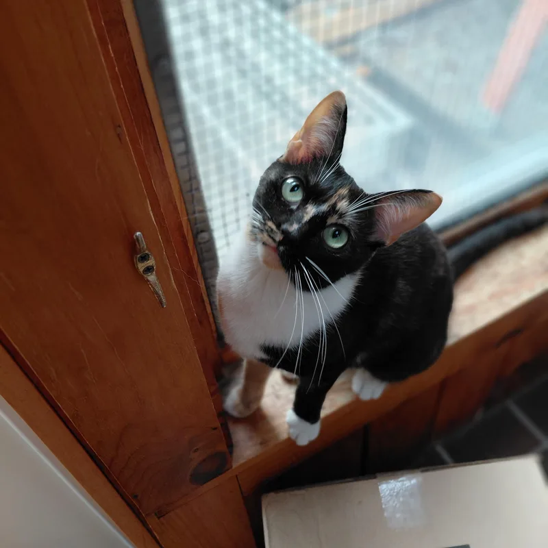 Stella thumbnail 2