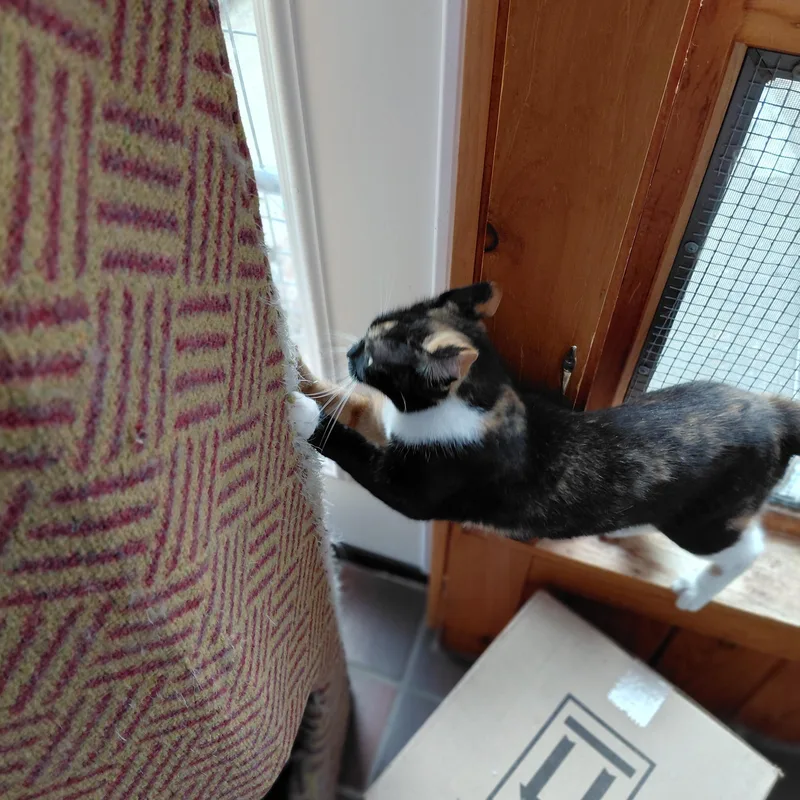Stella thumbnail 3