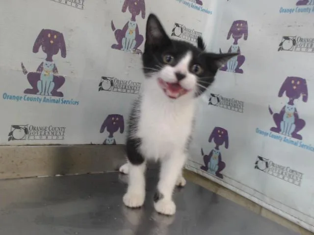 Cattorina