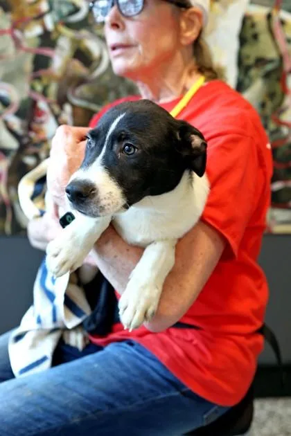 A baby medium-sized female Mixed Breed dog named Crunch Fitness for adoption in West Chester, PA