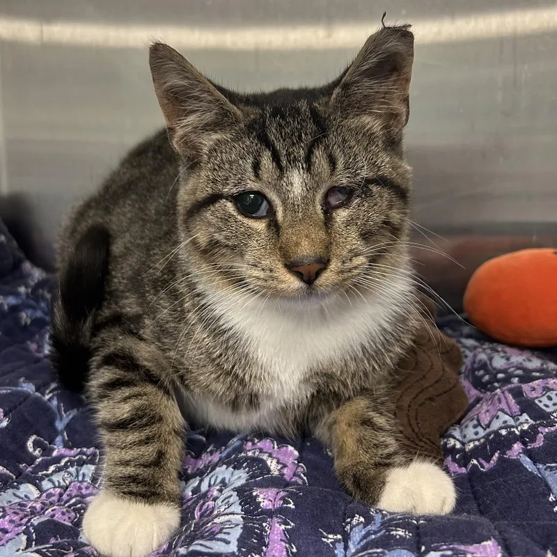 A young small-sized male Brown / Chocolate Domestic Short Hair cat named Ladle for adoption in East Hanover, NJ