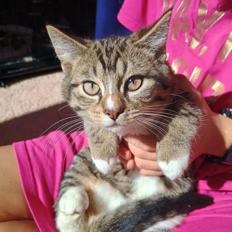 A baby small-sized male Brown / Chocolate Domestic Short Hair cat named Camembert for adoption in Irwin, PA
