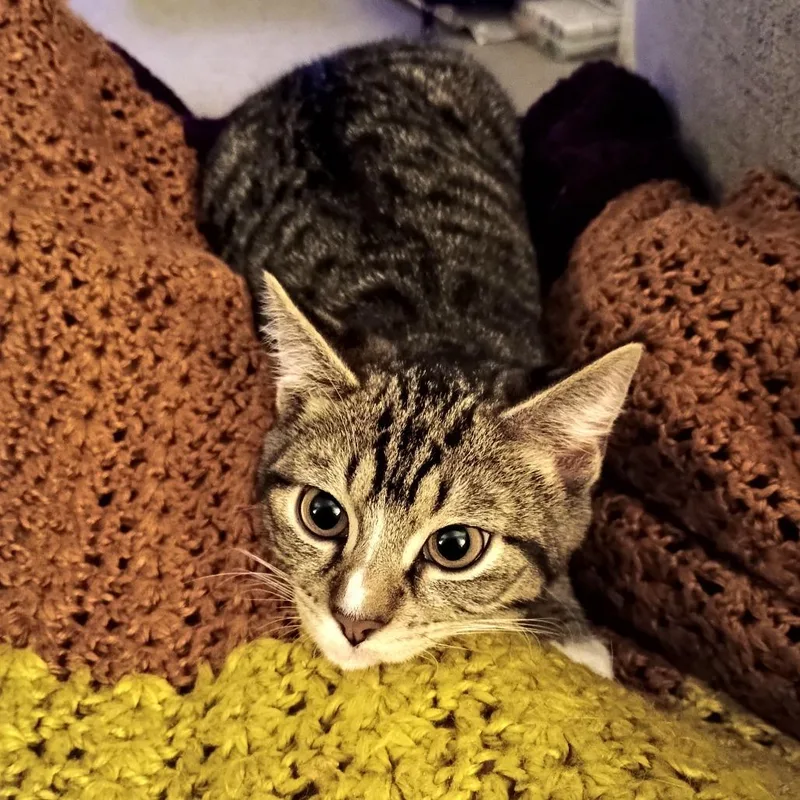 Camembert thumbnail 2