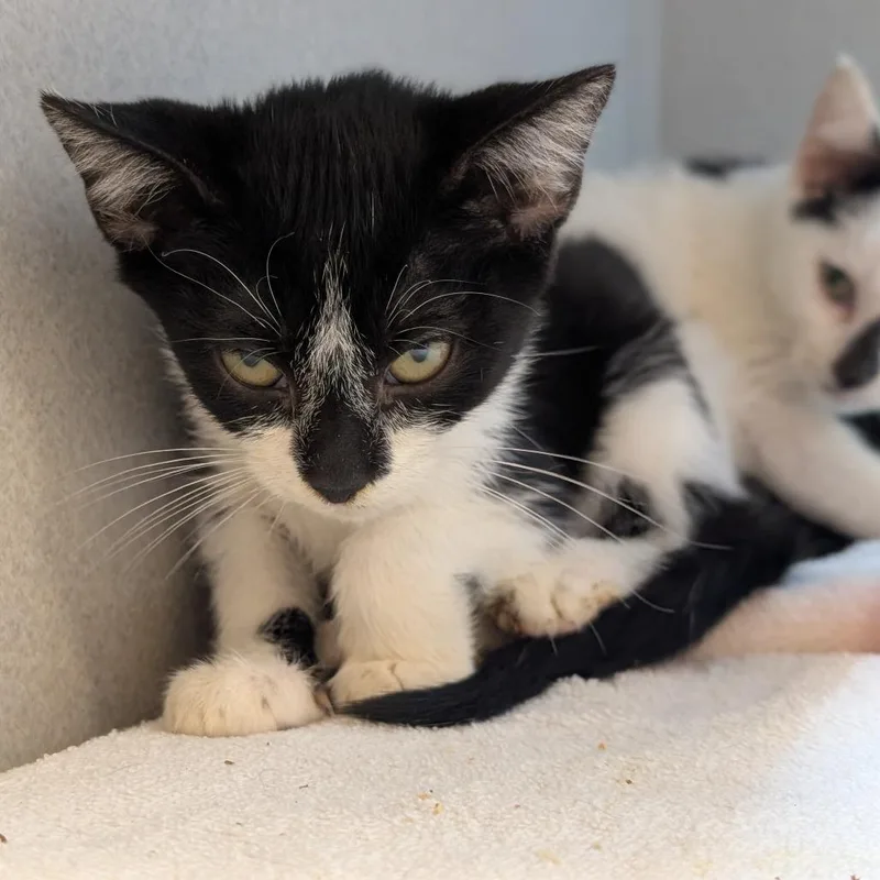 A baby small-sized male Domestic Short Hair cat named Edamame for adoption in Pittsburgh, PA