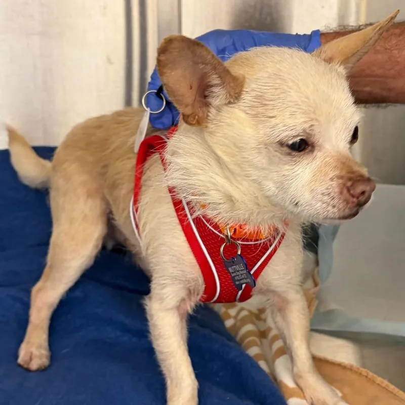 A senior small-sized male White / Cream Chihuahua dog named Trick for adoption in San Francisco, CA