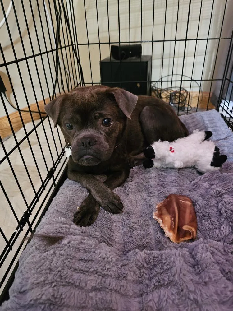 An adult small-sized female Gray / Blue / Silver Pekingese dog named Latte for adoption in Clinton Township, MI