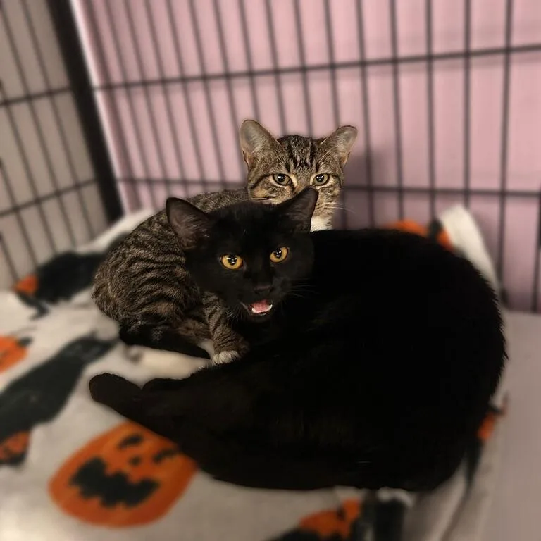A baby small-sized female Domestic Short Hair cat named Waddle Dee for adoption in Davenport, IA