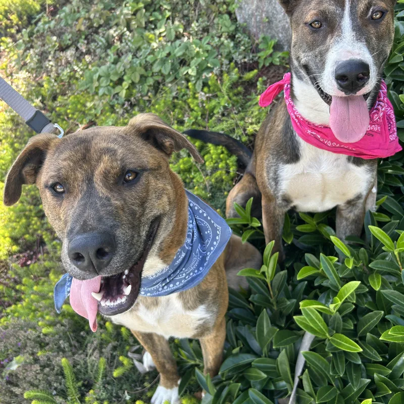 A young medium-sized female Merle (Red) American Staffordshire Terrier dog named Jazzy for adoption in Auburn, WA