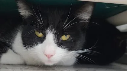 An adult medium-sized female Domestic Short Hair cat named Georgia for adoption in Elmira, NY