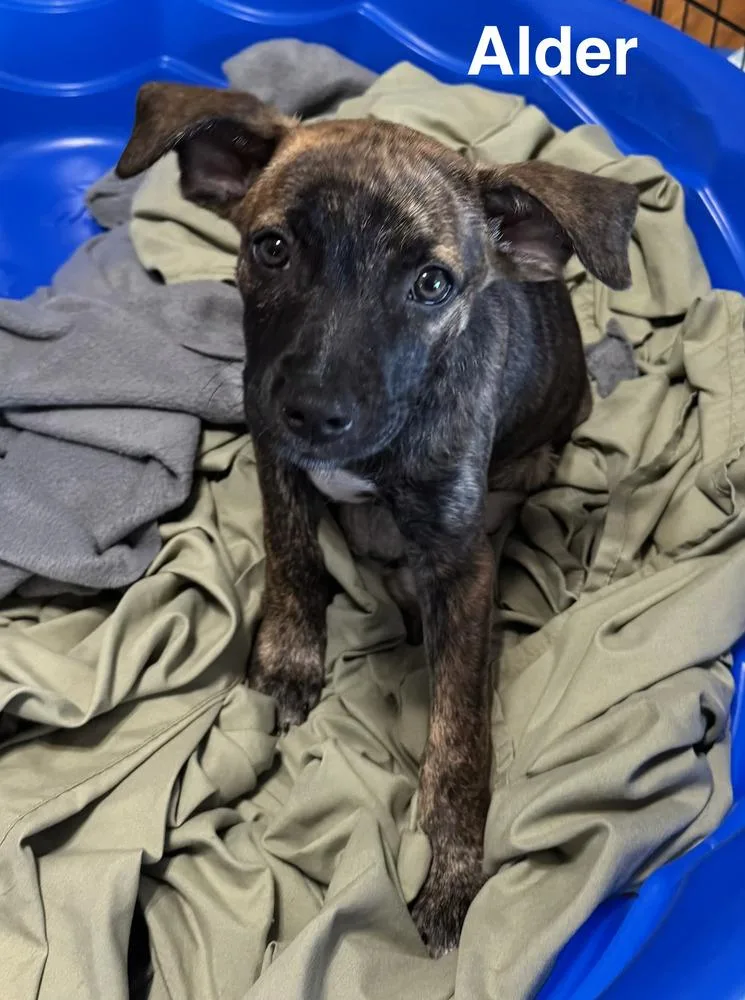 A baby small-sized male Brindle Black Mouth Cur dog named Alder for adoption in Lakeland, FL