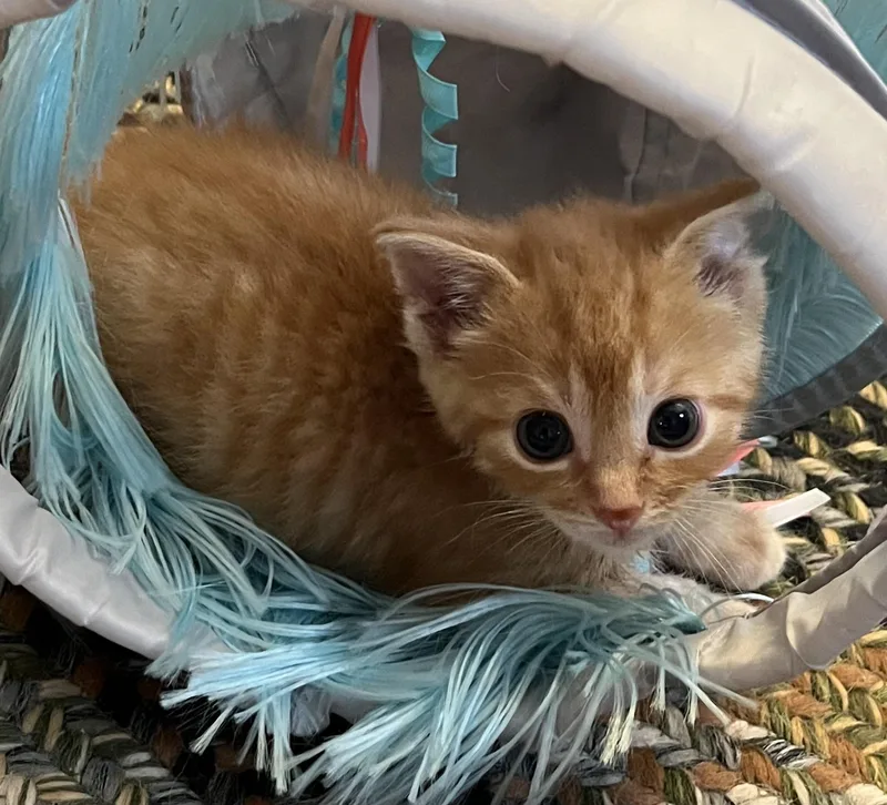A baby medium-sized female Orange / Red Domestic Short Hair cat named Harmony for adoption in Port Washington, WI