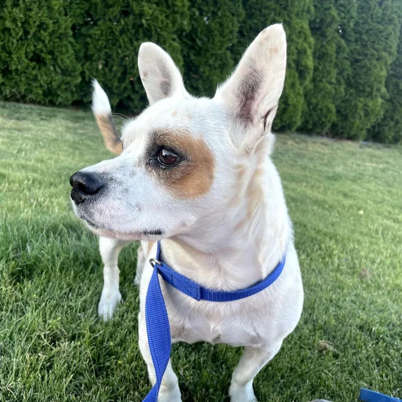An adult small-sized male White / Cream Chihuahua dog named Harold for adoption in Tacoma, WA