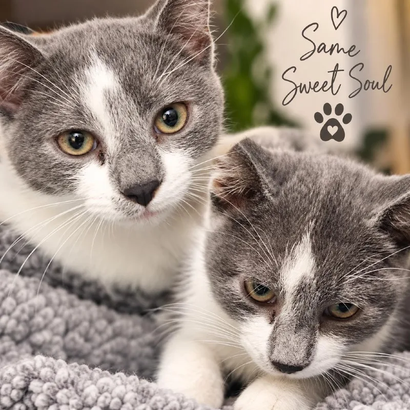 A baby small-sized female Domestic Short Hair cat named Katniss K for adoption in Corsicana, TX