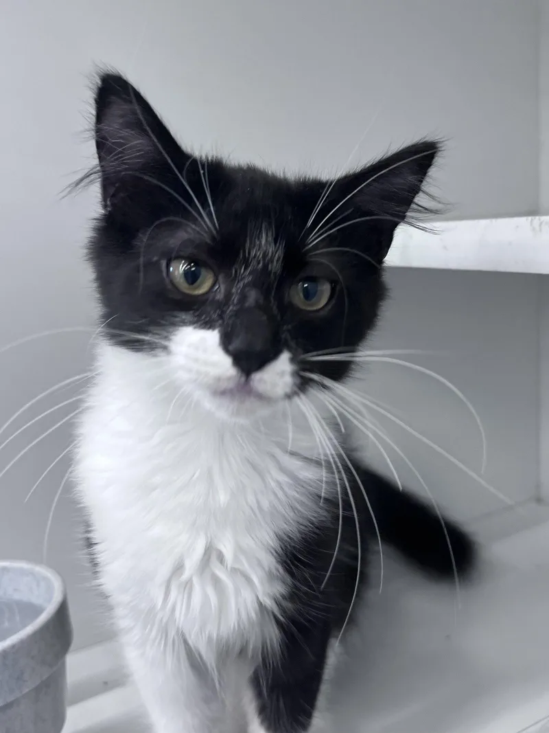 A young medium-sized male Black & White / Tuxedo Domestic Short Hair cat named Sylvester for adoption in Spring Lake, NJ