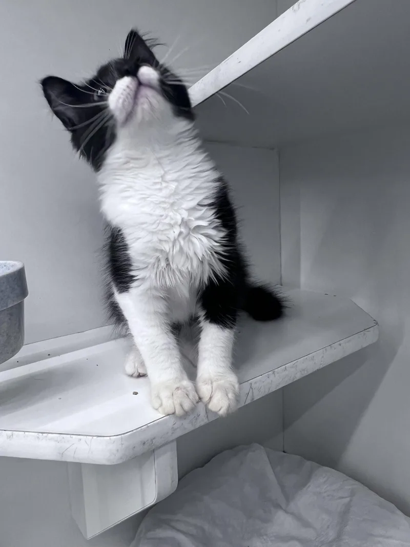 Sylvester thumbnail 3