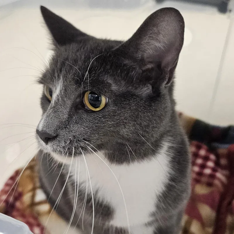 An adult large-sized female Gray / Blue / Silver Domestic Short Hair cat named Stells for adoption in Evansville, IN
