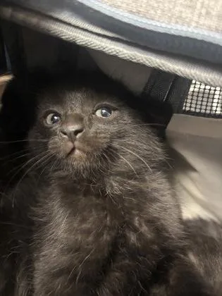 A baby small-sized female Domestic Short Hair cat named Blackberry for adoption in Chamblee, GA