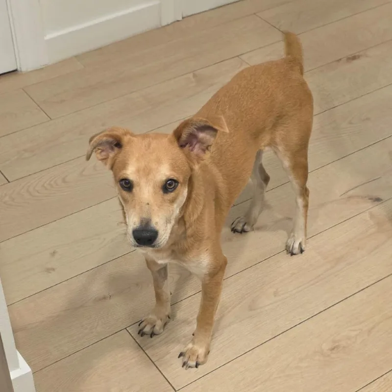 Canelita thumbnail 3