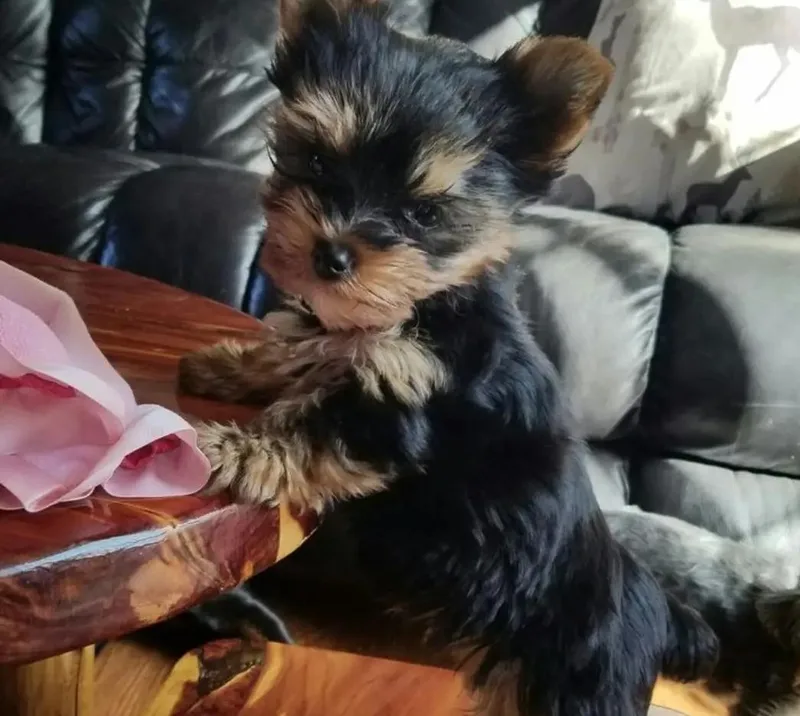 A young small-sized male Yorkshire Terrier dog named Becks for adoption in Unionville, CT
