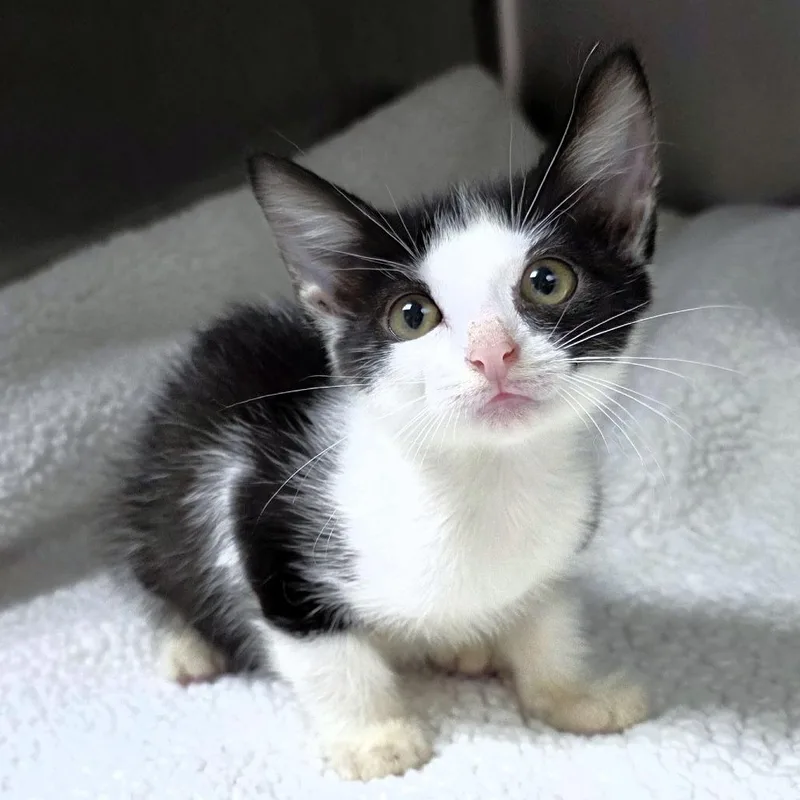 A baby small-sized female Black Domestic Short Hair cat named Squirt for adoption in Michigan City, IN