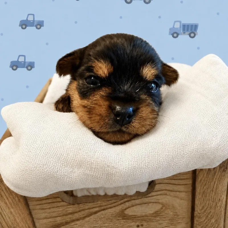 A baby small-sized male Black Pug dog named Michael Wormwood for adoption in Sacramento, CA