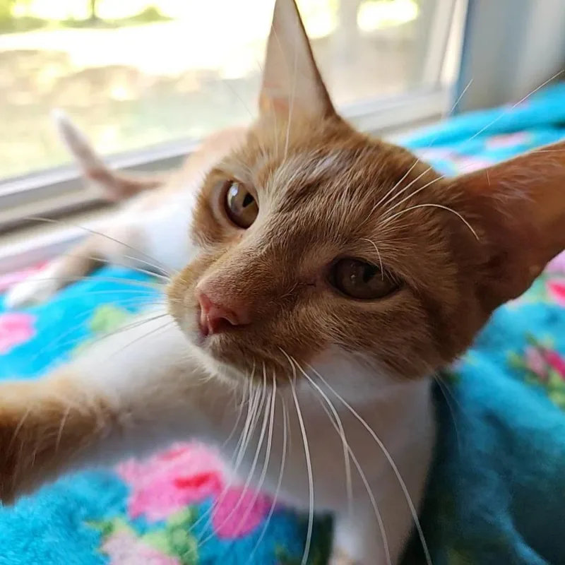 A young medium-sized female Orange / Red Domestic Short Hair cat named Churro for adoption in Georgetown, KY