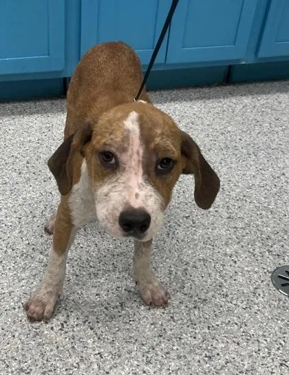 A young medium-sized female Hound dog named Cinamon for adoption in Daytona Beach, FL