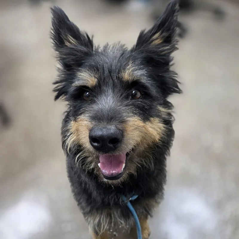 An adult medium-sized male Black Cairn Terrier dog named WinnDixie for adoption in Incline Village, NV