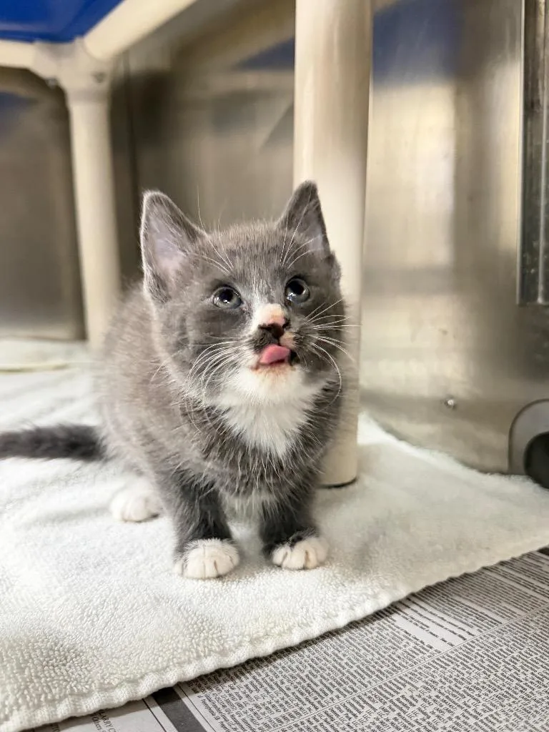 A baby large-sized female Domestic Short Hair cat named Wabi for adoption in Chickamauga , GA