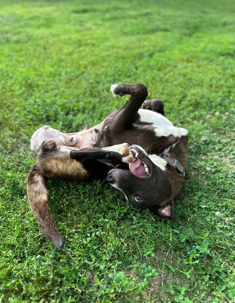 Hopscotch! Smart Silly Girl! thumbnail 3