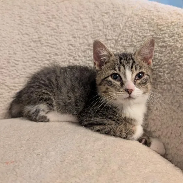 A baby small-sized male Brown / Chocolate Domestic Short Hair cat named Ice Mountain for adoption in Evanston, IL