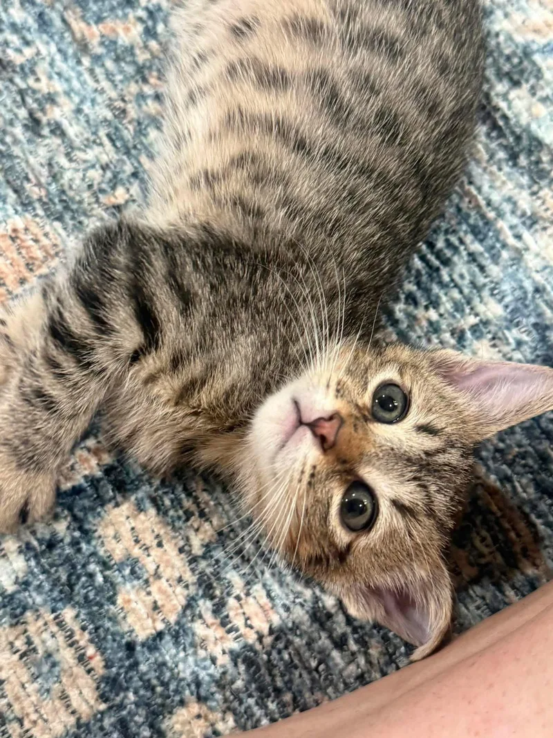 A young medium-sized male Domestic Short Hair cat named Mr Boss for adoption in Scottsdale, AZ