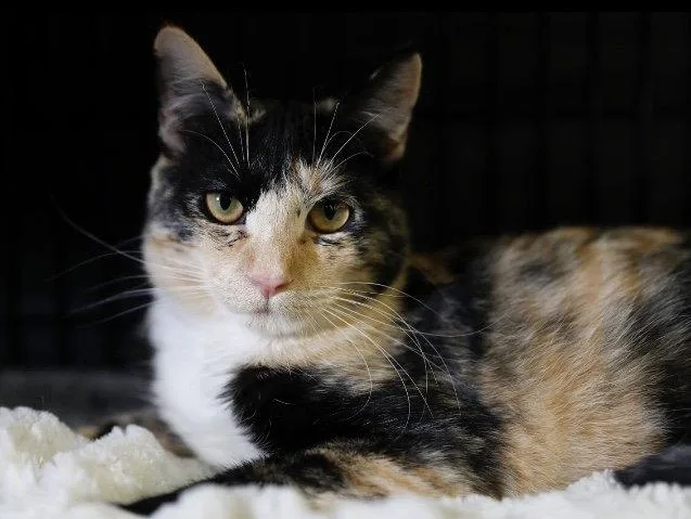 A baby medium-sized female Calico cat named Fury for adoption in Campbell, CA