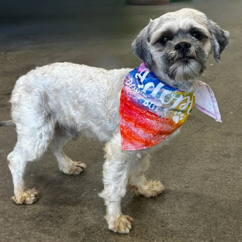 A young small-sized male Lhasa Apso dog named Oskar for adoption in Newport Beach, CA