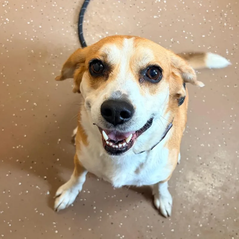 A senior medium-sized female Yellow / Tan / Blond / Fawn Beagle dog named Bizzy for adoption in Belleville, IL